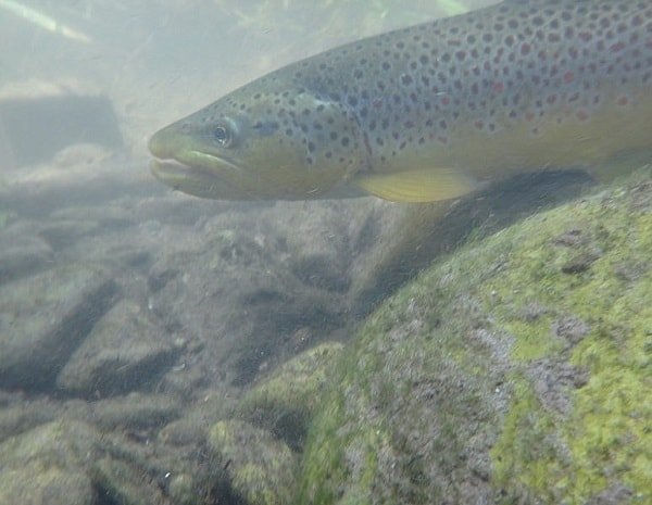 Brown trout feed near the bottom.