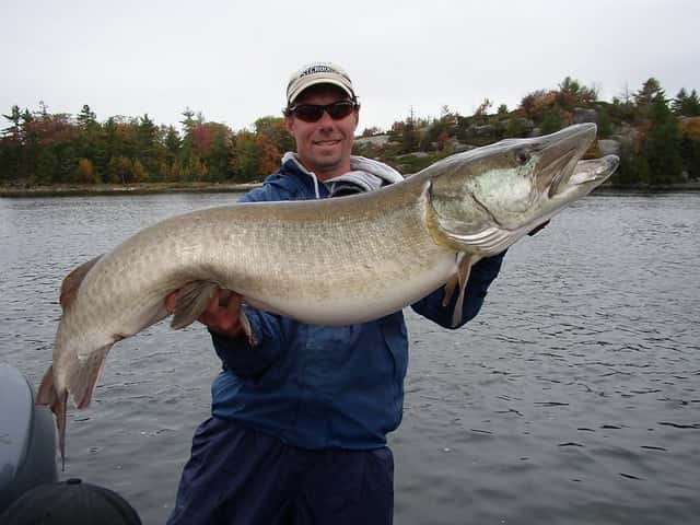A Top Musky Guide from Lake Huron
