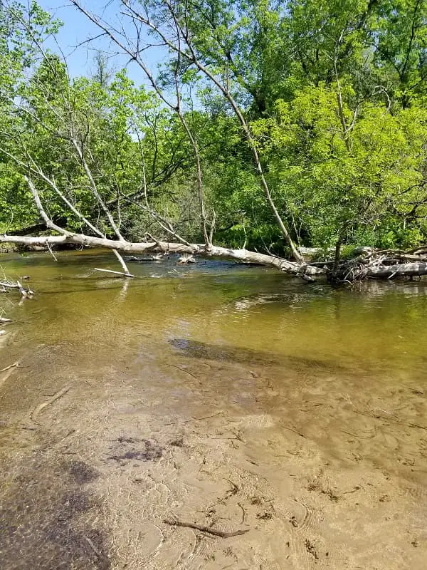 Heavily Wooded Trout River