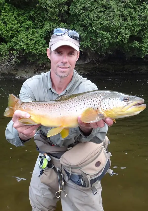 Bug Eating Brown Trout