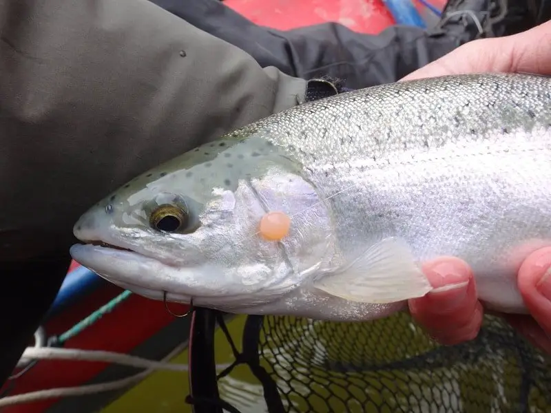 Winter Steelhead BOBBER DOWN CHALLENGE! - Beads vs. Bags (Surprising  Results) 