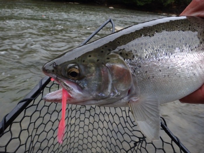 Mad River Steelhead Worms 