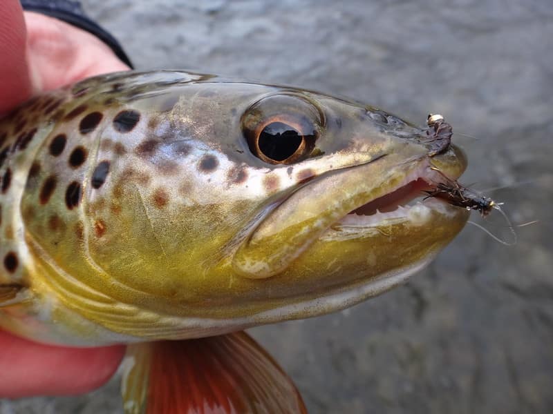 Small hooks work for trout