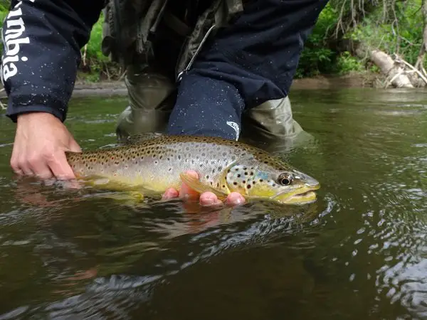 An angler holding a nice brown trout close the surface as he is about to release it.