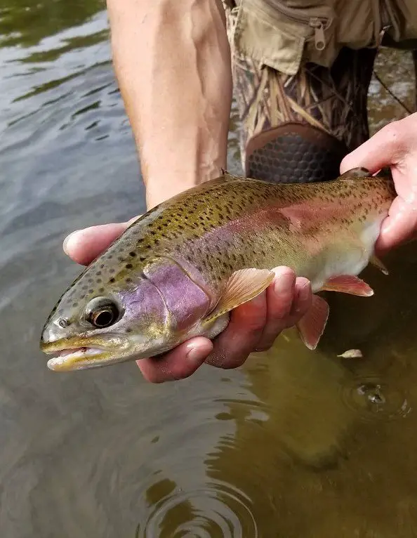 The right hook for trout means more fish