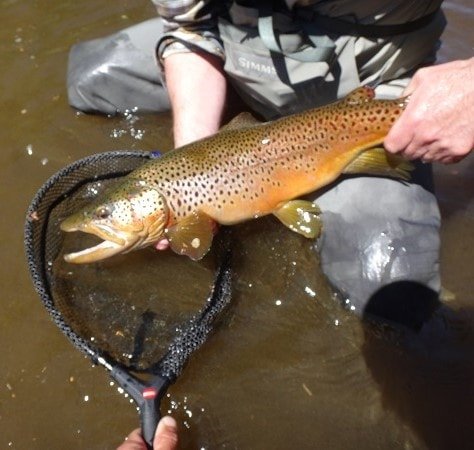 Floats For Trout