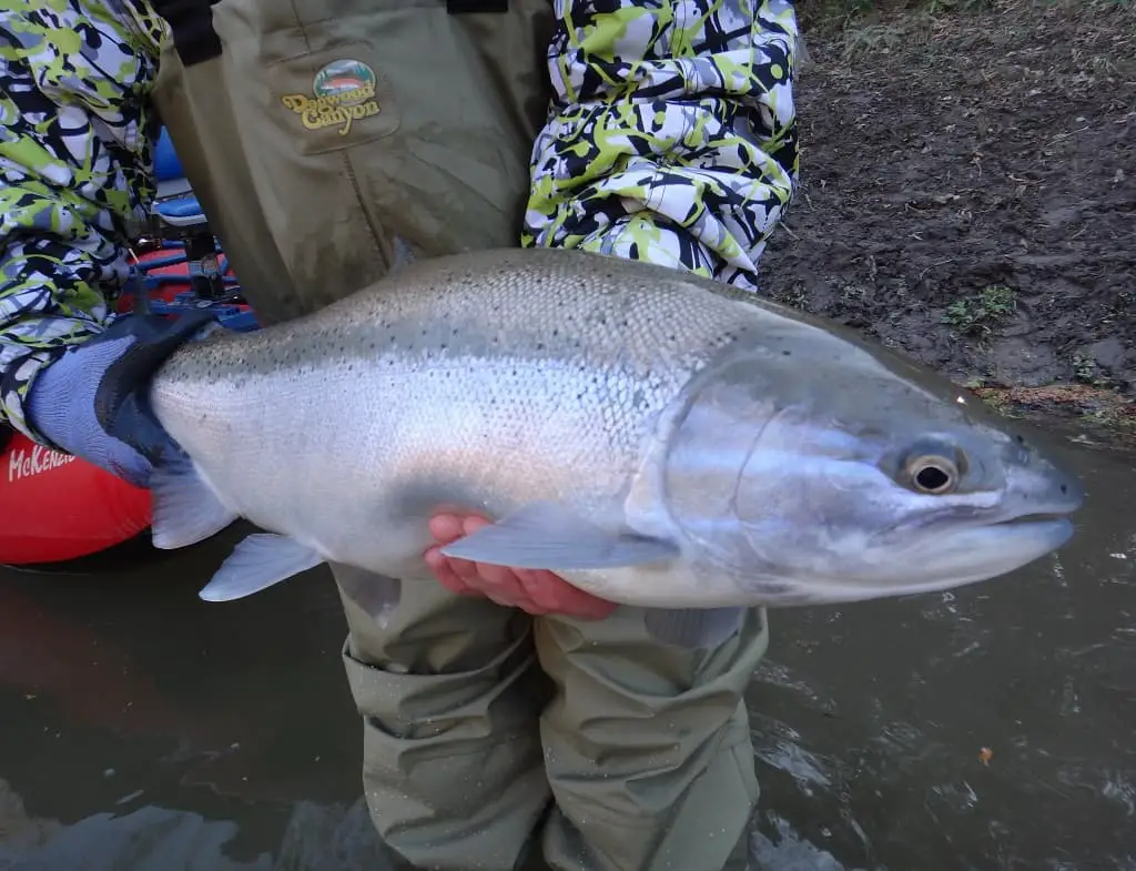 Bottom Bouncing For Steelhead and Trout produce big steelhead like this.