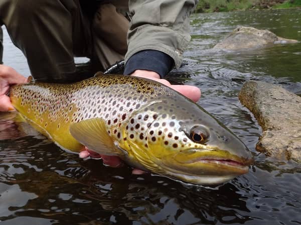 Bottom Bouncing For Brown Trout