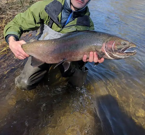 Bottom Bouncing will produce big steelhead like this one.