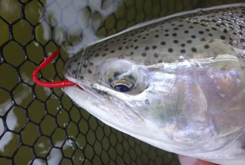 Fishing With Worms For Trout And Steelhead: 10 Guide Tips