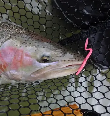 Fishing With Worms For Trout And Steelhead: 10 Guide Tips