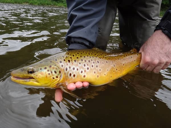 How to Fish For Trout