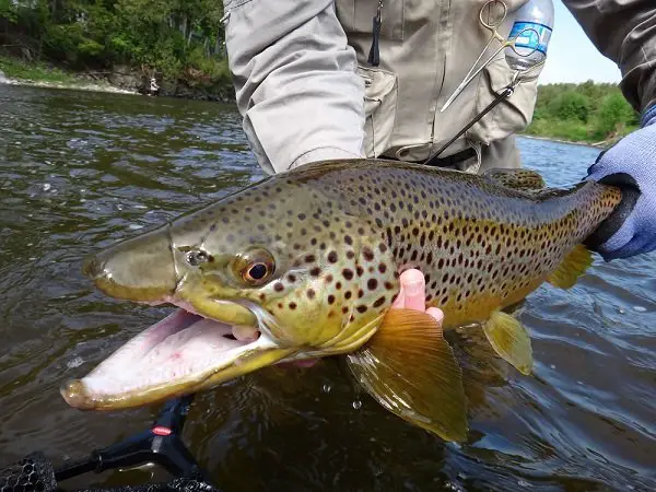 Big Trout Eat Small Flies