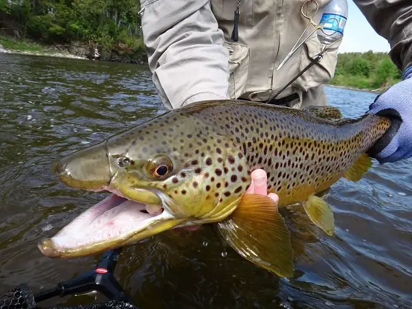 How To Fish For Trout – 40 Common Questions Answered