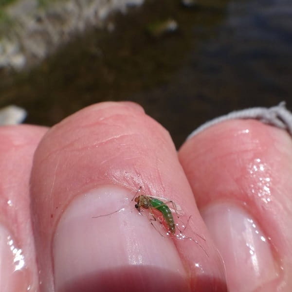 Small Flies For Trout
