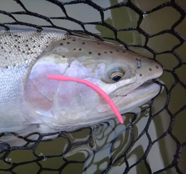 Pink Worms For Steelhead