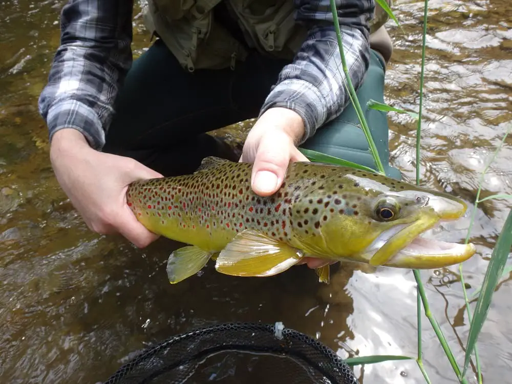 Trout Fishing