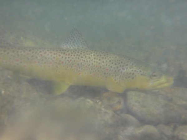 Brown Trout On Bottom