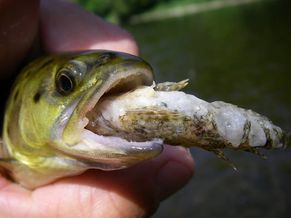 Trout eat fish, this little trout tried to eat this fish