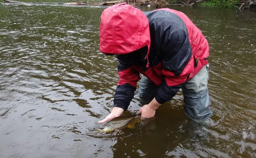 An angler trout fishing in the rain