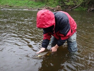 An angler trout fishing in the rain and releasing a nice brown trout