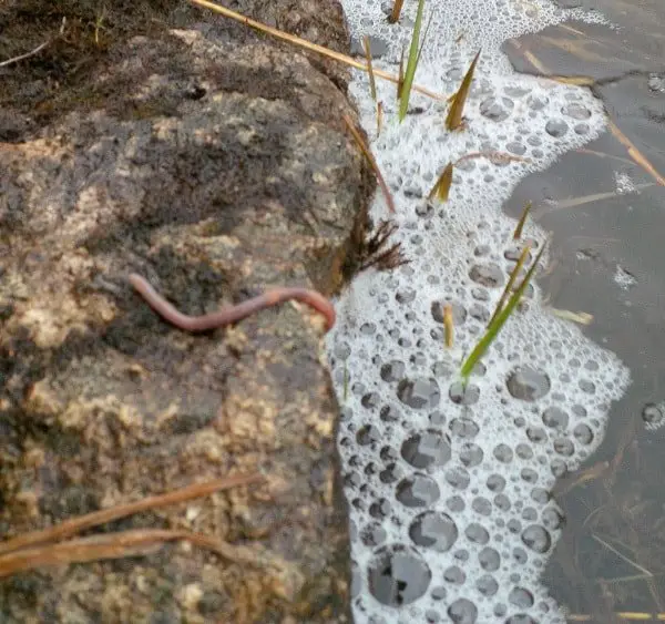 A worm on a rock about to fall into the river