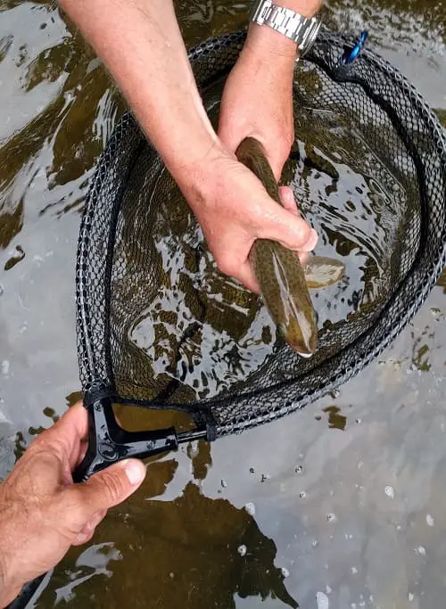 Aluminum Trout net