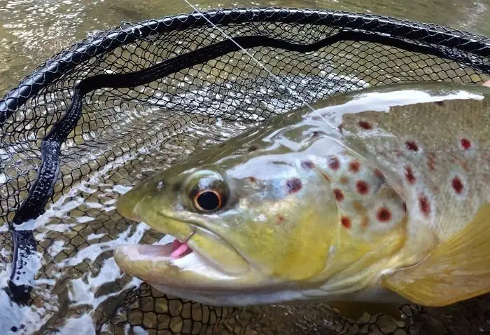 Best Bait For Brown Trout: 5 Most Effective Baits That Guides Use