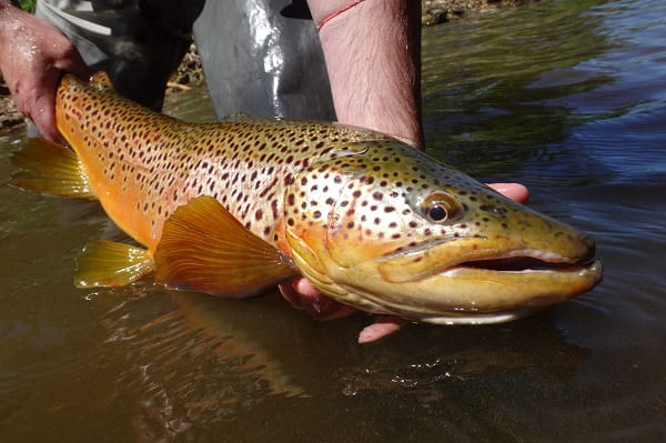 Weights for fly fishing are a good way to catch big trout like this.