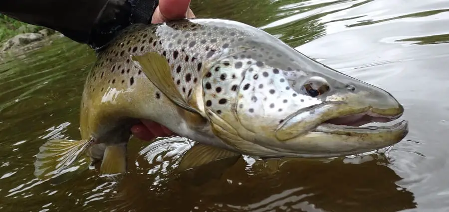 hook size for big trout