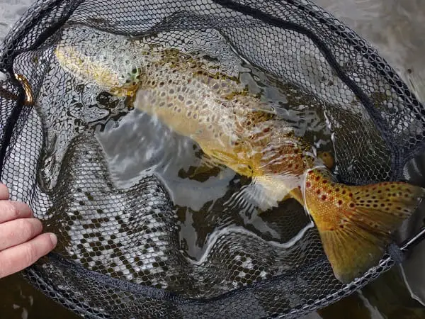 24" Brown trout in a trout net