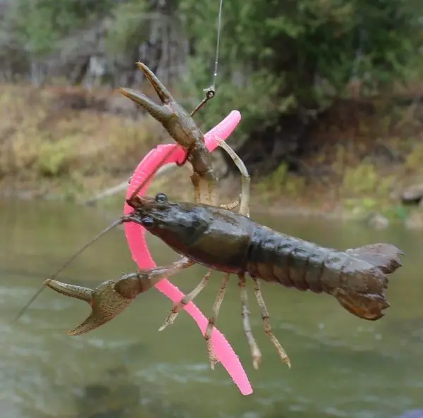 Crayfish can be excellent trout bait
