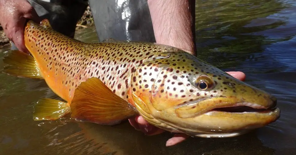 float fishing colorado planet fishing