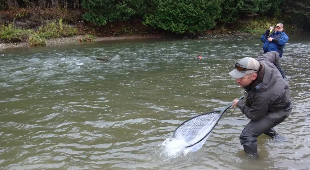 A guide landing a big trout in a FishPond net