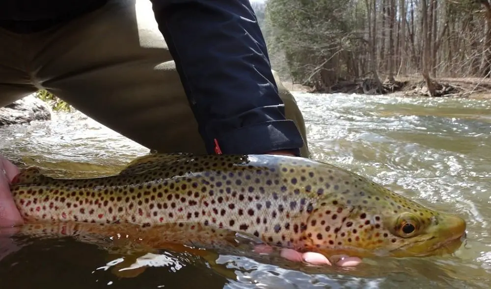 Hook size for trout