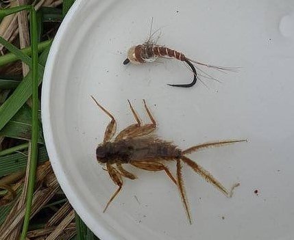 A real nymph and one of my favorite nymph flies