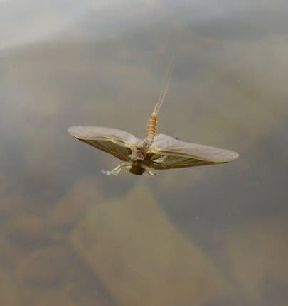 Dry flies Float high with a floatant