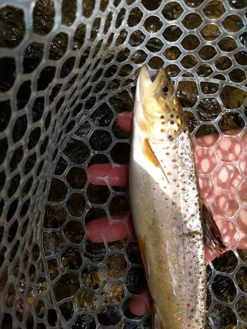 Rubber Trout Net