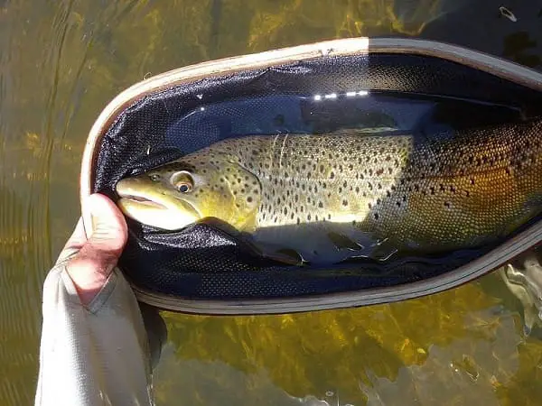 This trout net is too small for the fish in this river.