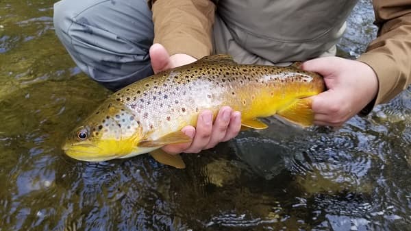 Lure fishing for trout