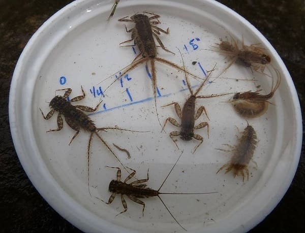 Insects are a great trout bait