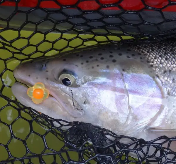 Egg Imitations are Great Trout Baits