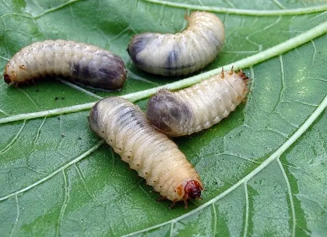 Grubs as Trout Bait