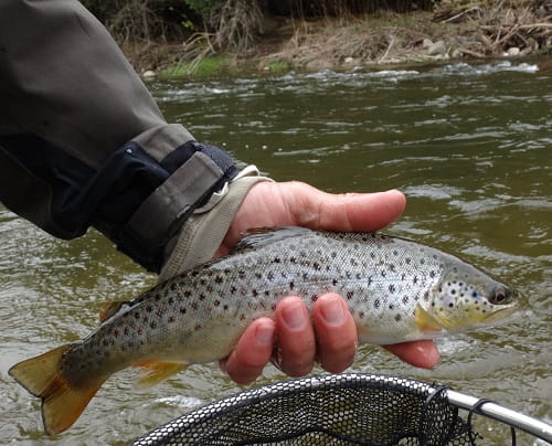 Small Trout Require small river fishing rods