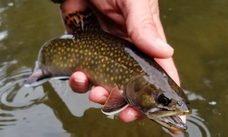 Trout fishing in the rain can have big rewards like this Brook trout