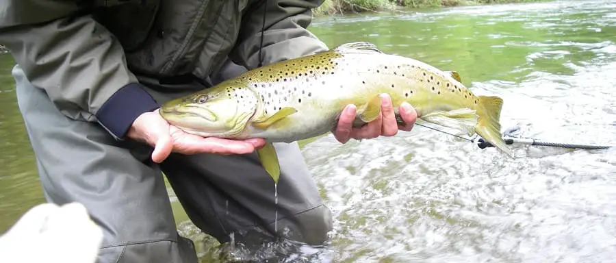 Trout fishing after rain can be deadly on big trout like this