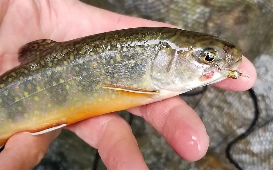 A trout caught float fishing with a small fly