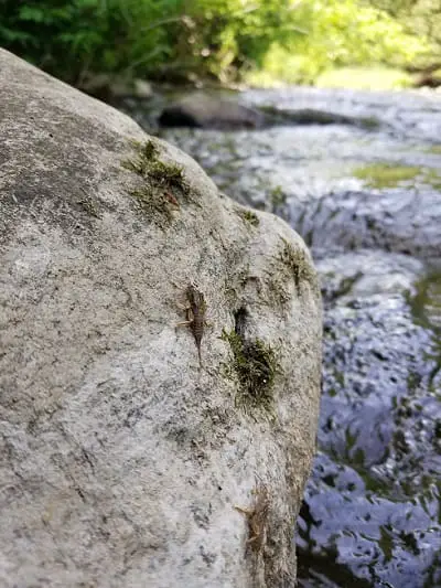 Lots of bugs like this get knocked into the river during a rain