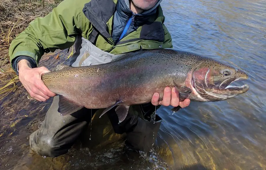 Big steelhead like this caught on 8 pound line