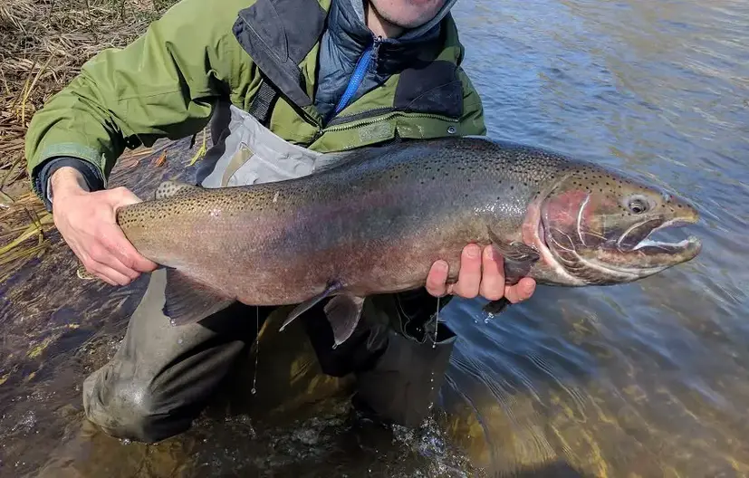 Centerpin vs. Spinning Reels for Tributary Steelhead - MidWest